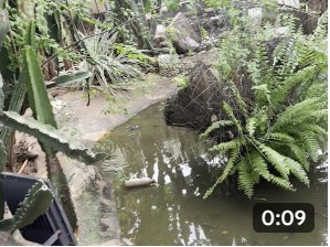 Jardin verdoyant et bassin au Garden